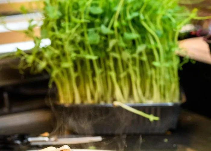 Royal 普罗夫迪夫